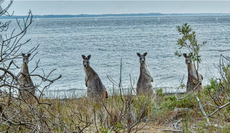 découvrez comment le bitcoin transforme le paysage financier en australie et en colombie. explorez les opportunités d'investissement, les tendances du marché et l'adoption de la cryptomonnaie dans ces deux pays fascinants.