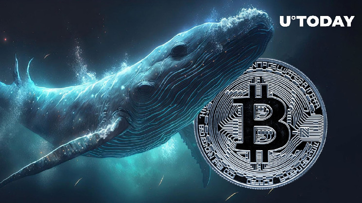 découvrez comment les baleines influencent le marché du bitcoin en propulsant son prix à 91 000 $ et boostent ainsi les ventes.